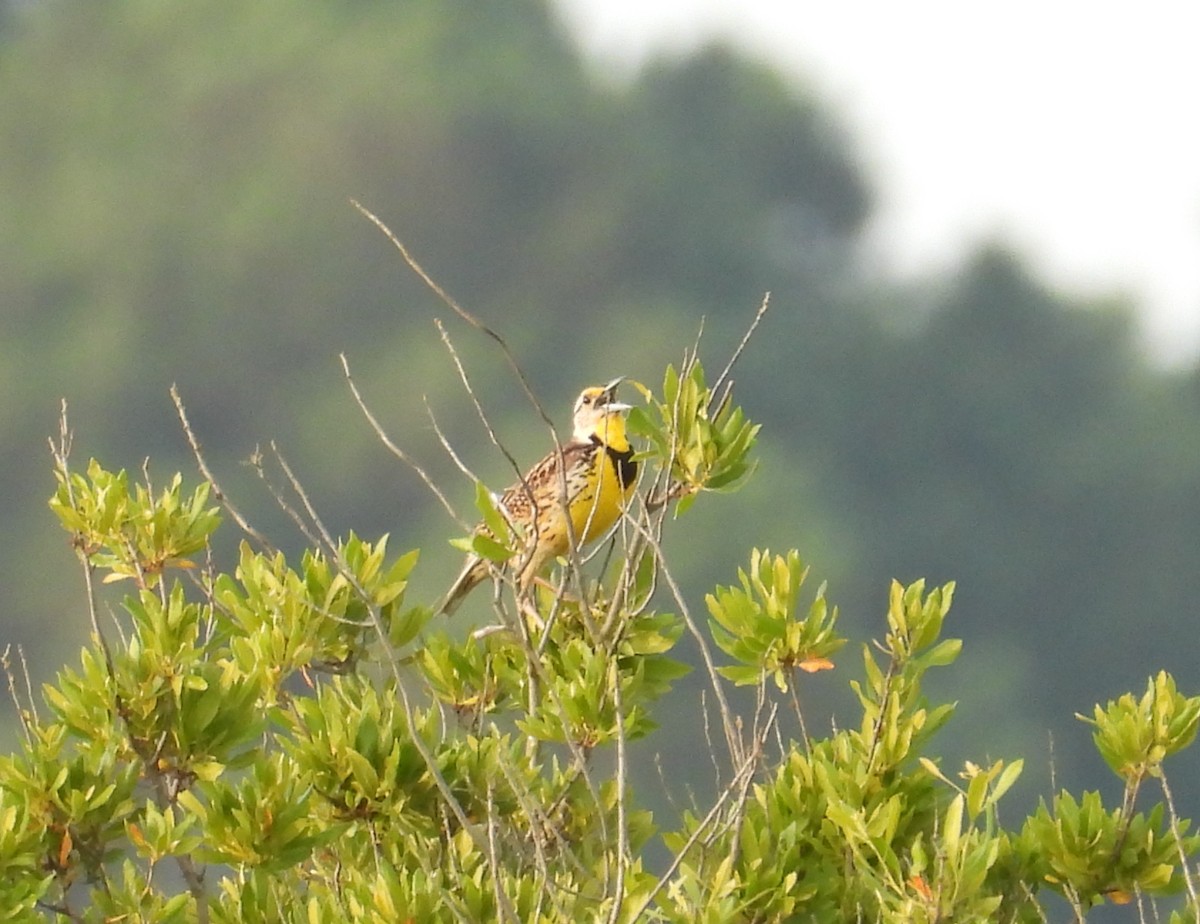 Eastern Meadowlark - ML620496674