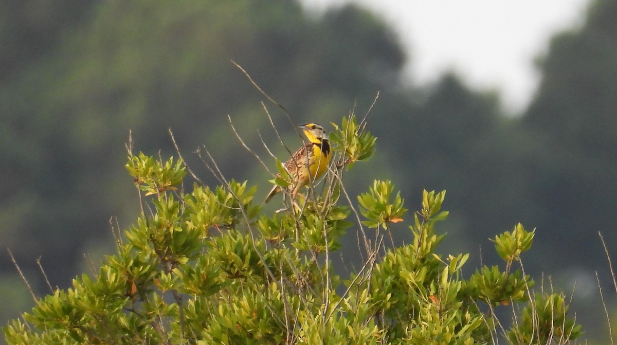 Eastern Meadowlark - Kimberly Snaric