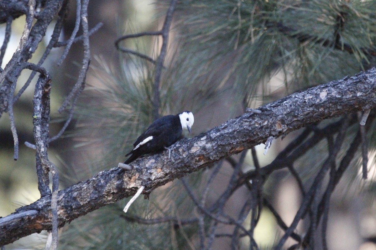 White-headed Woodpecker - ML620496677