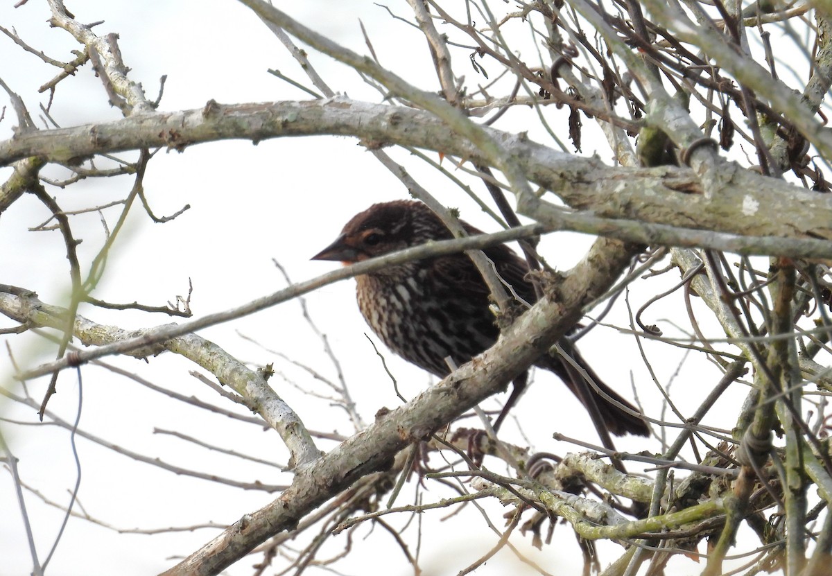 Red-winged Blackbird - ML620496678