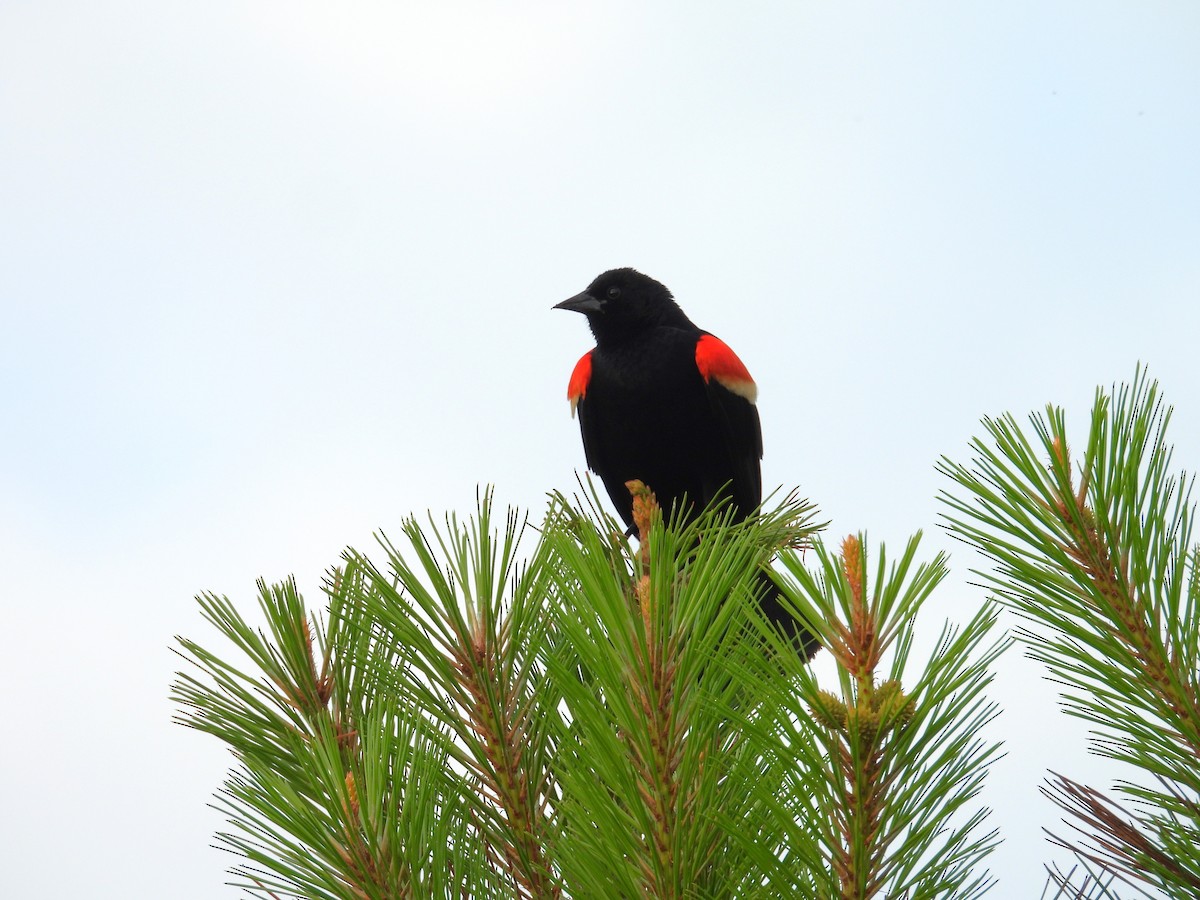 Red-winged Blackbird - ML620496679