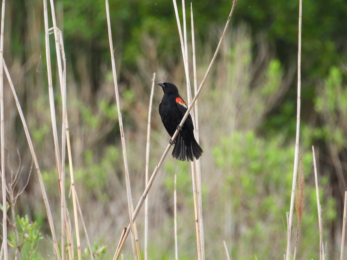 Red-winged Blackbird - ML620496681