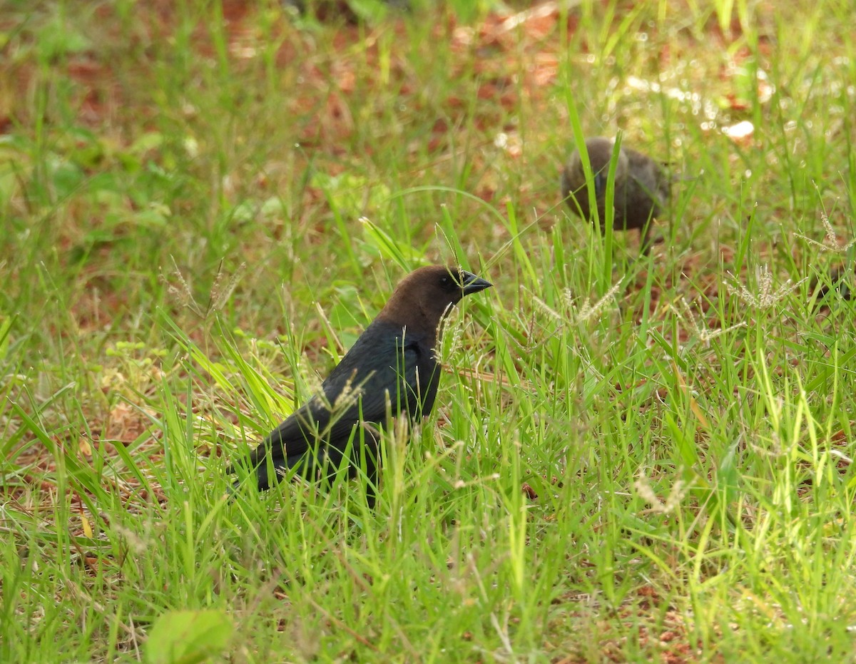 Brown-headed Cowbird - ML620496683