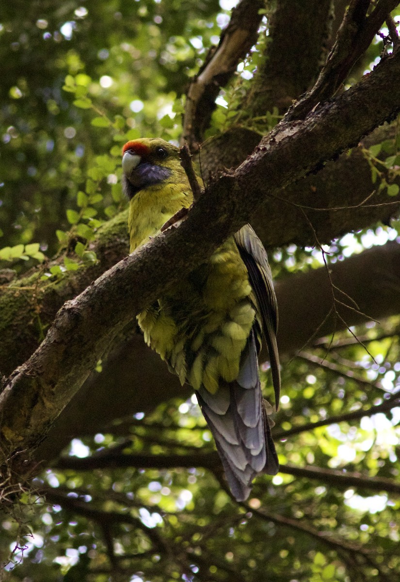 Perico de Tasmania - ML620496685