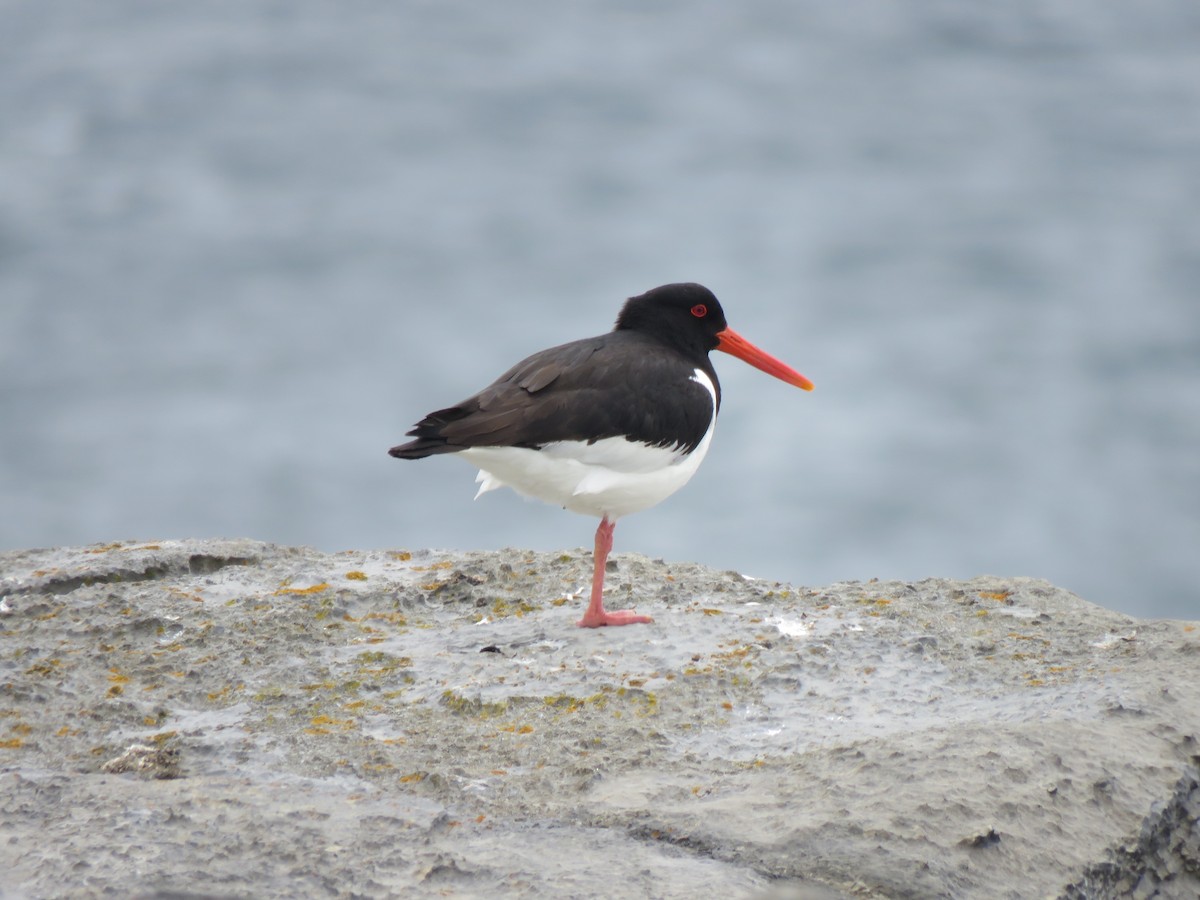 Eurasian Oystercatcher - ML620496687