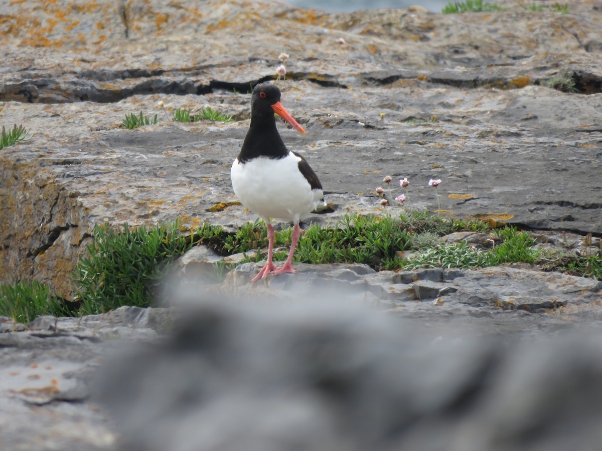 Eurasian Oystercatcher - ML620496688