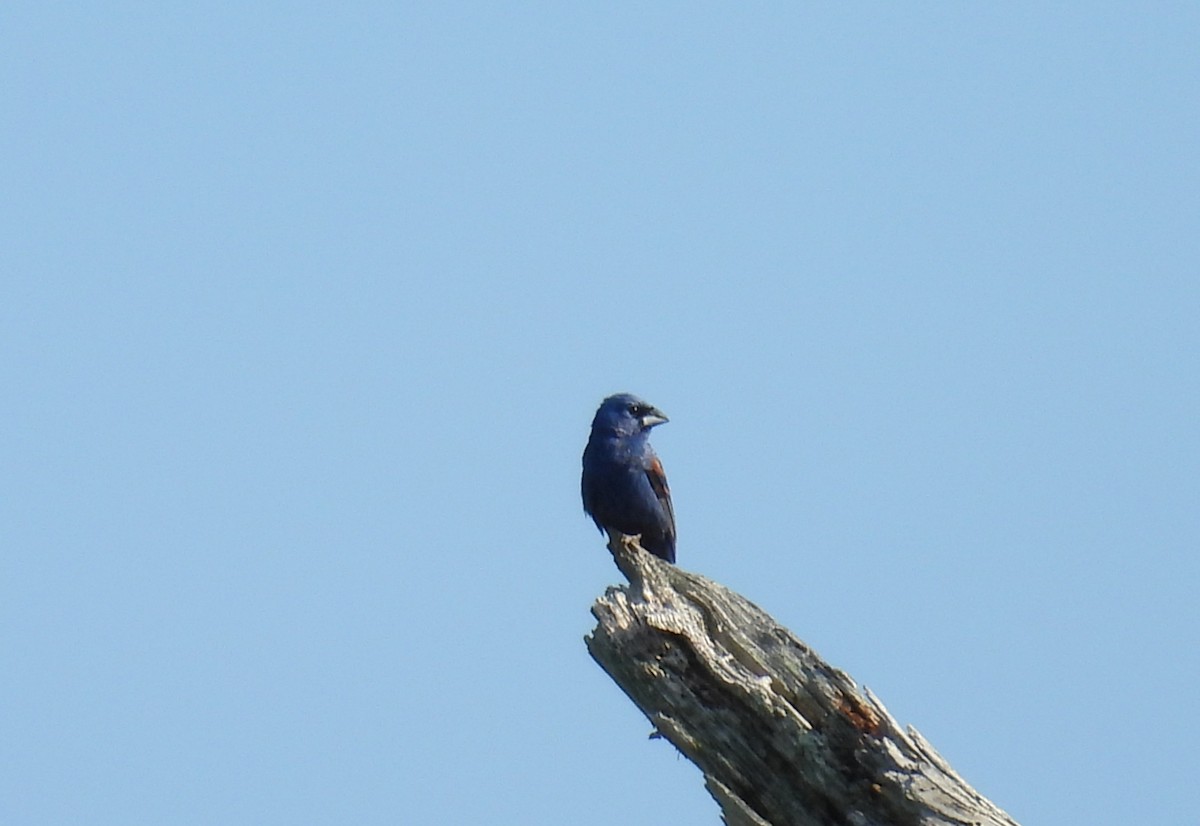 Blue Grosbeak - ML620496690