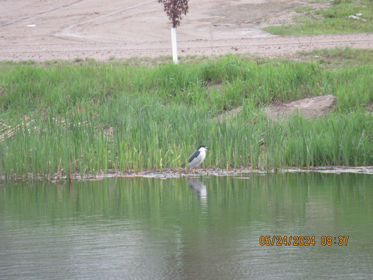 Black-crowned Night Heron - ML620496692