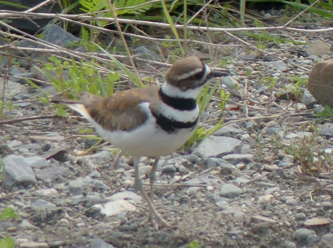 Killdeer - ML620496693