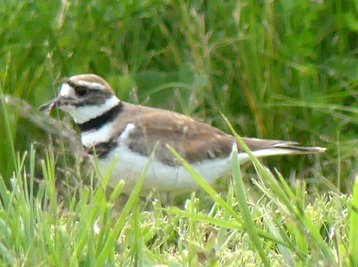 Killdeer - ML620496694