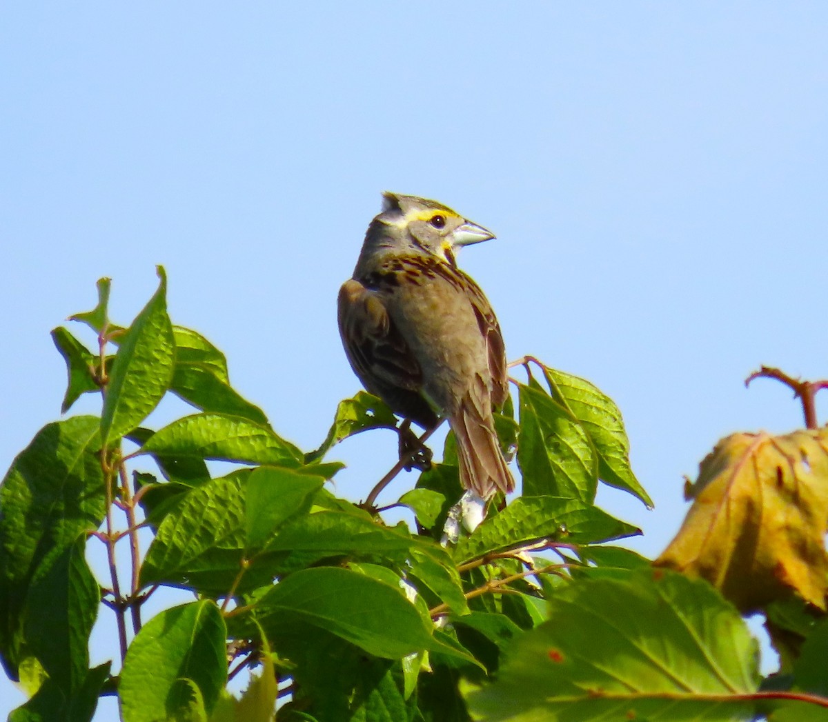 Dickcissel - ML620496700