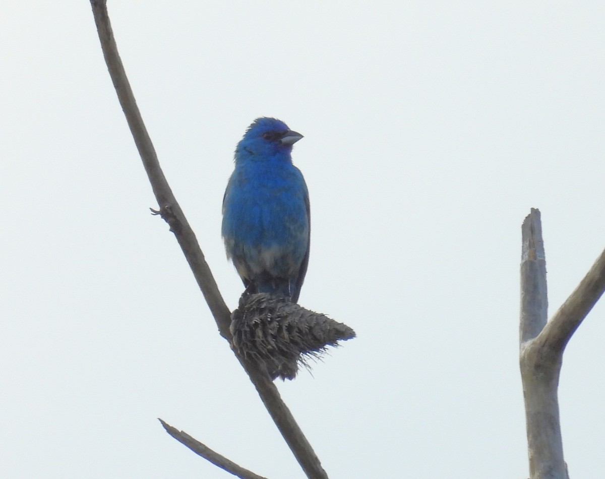 Indigo Bunting - ML620496701