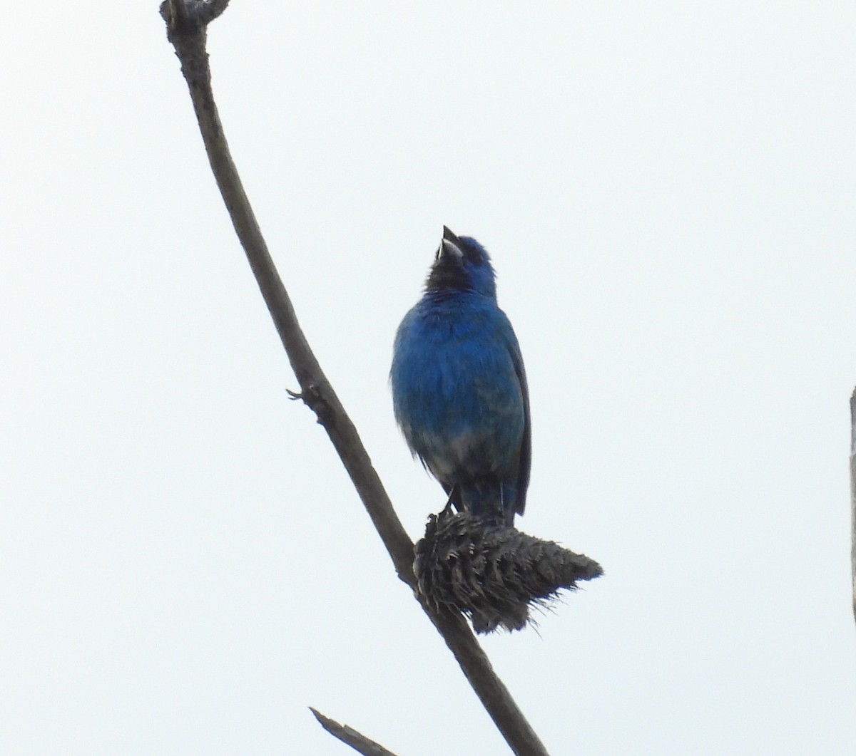 Passerin indigo - ML620496703