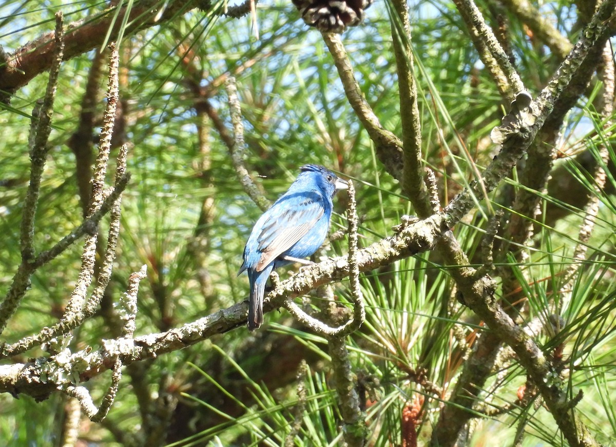 Passerin indigo - ML620496706