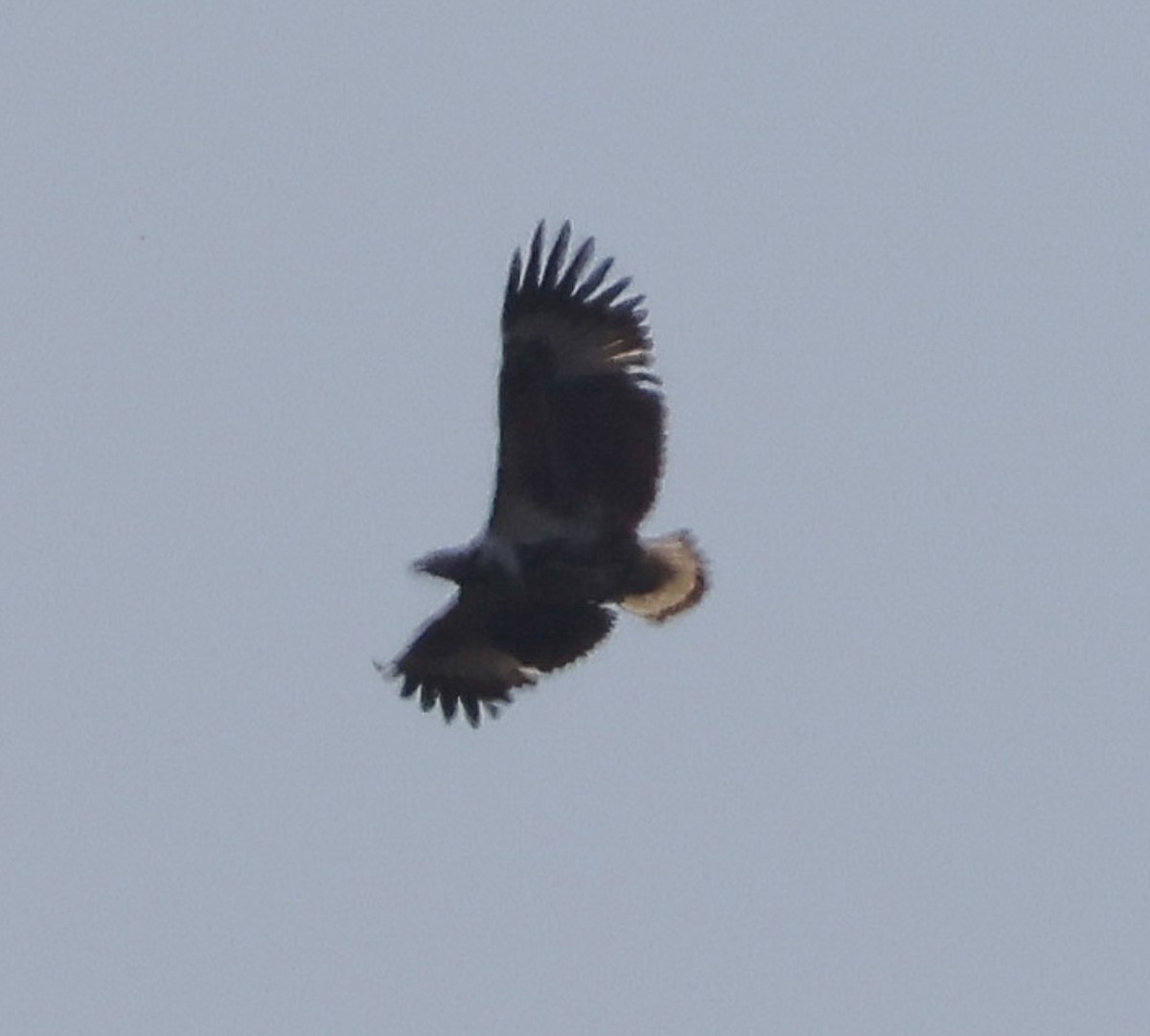 African Fish-Eagle - ML620496710