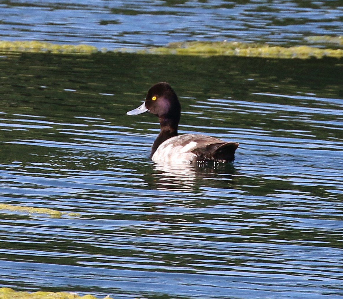 Lesser Scaup - ML620496714