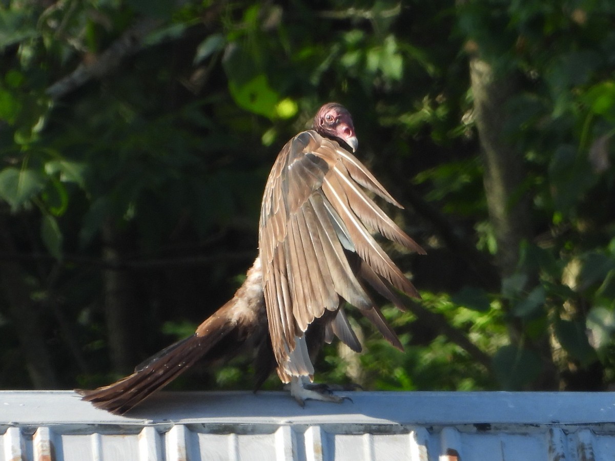 Turkey Vulture - ML620496720