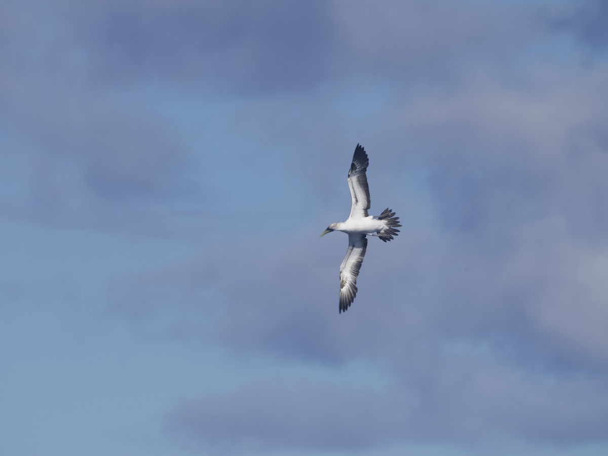 Masked Booby - ML620496722