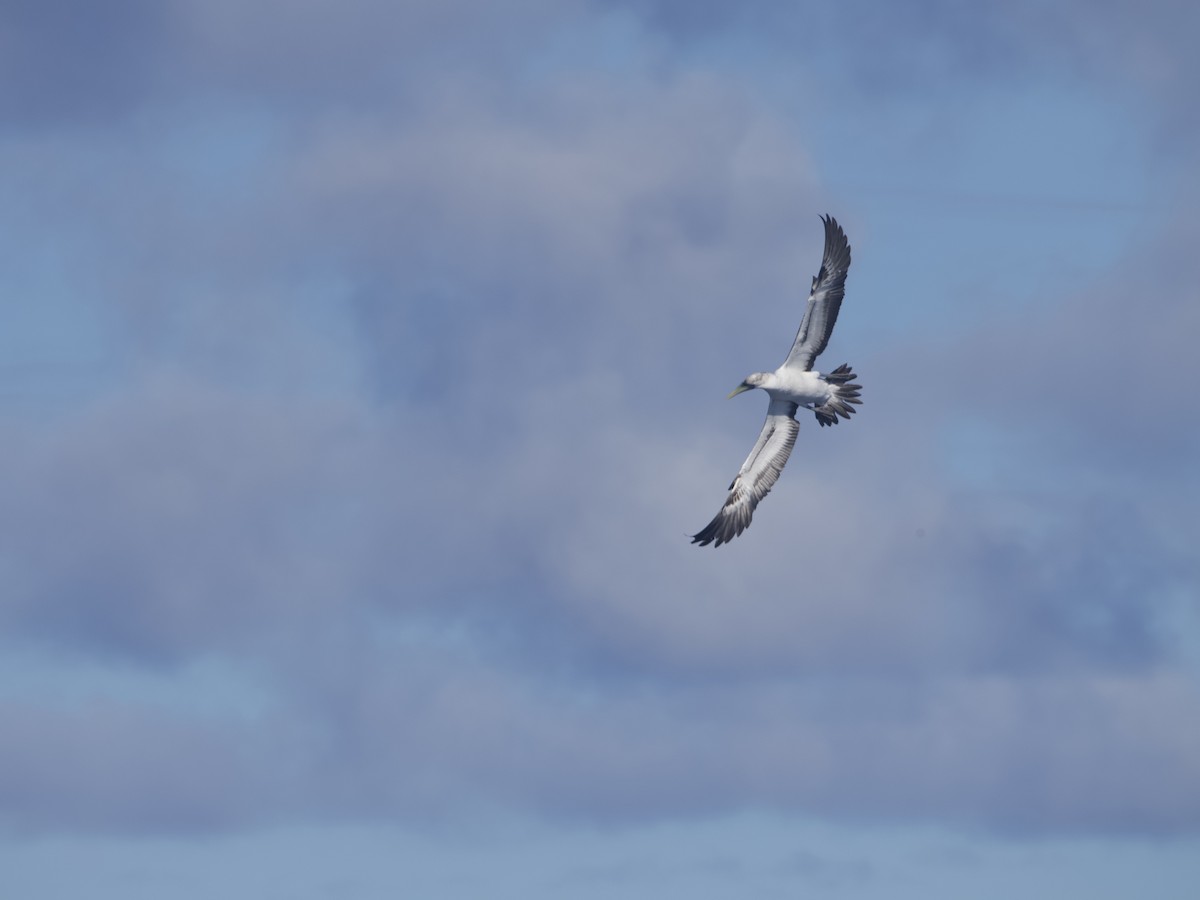 Masked Booby - ML620496723