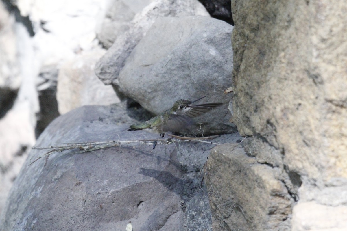 Black-chinned Hummingbird - ML620496728