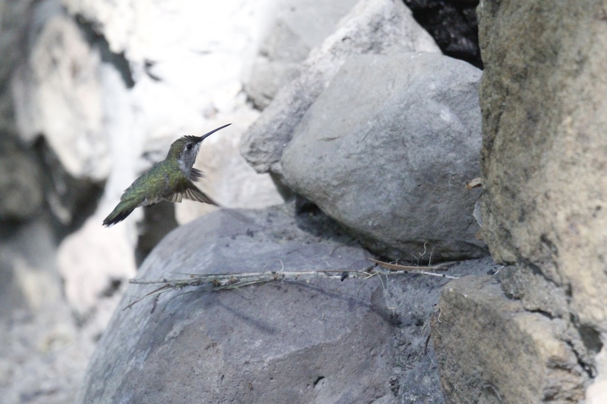 Colibri à gorge noire - ML620496729