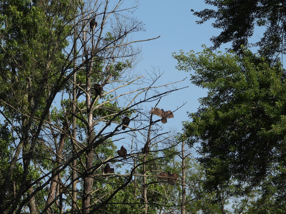 Turkey Vulture - ML620496732