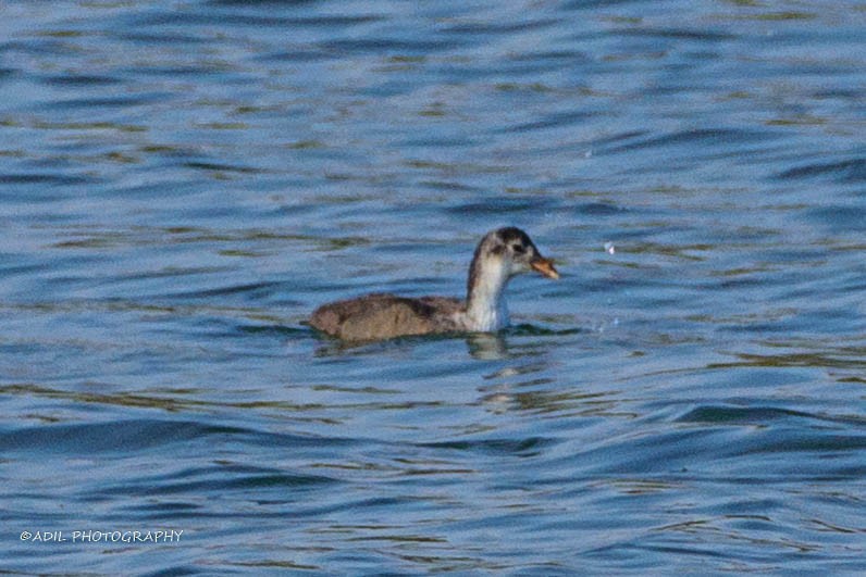 Eurasian Coot - ML620496736