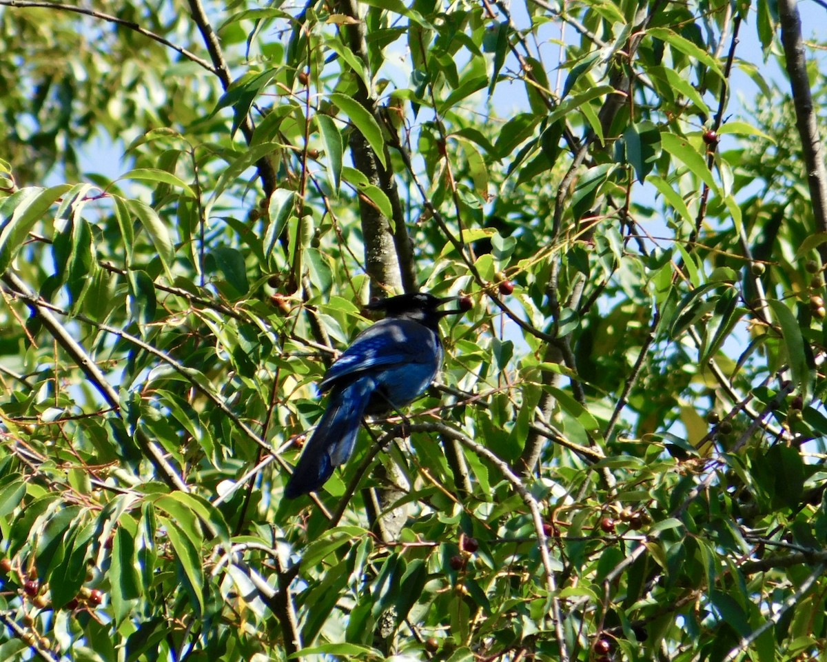 Steller's Jay (Middle American) - ML620496740