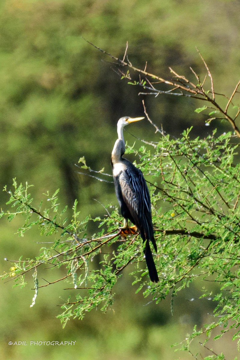 Oriental Darter - ML620496743