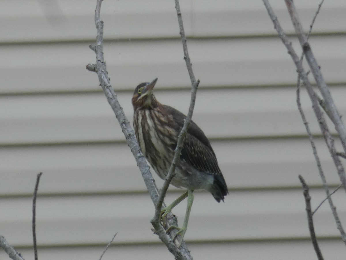 Green Heron - ML620496747