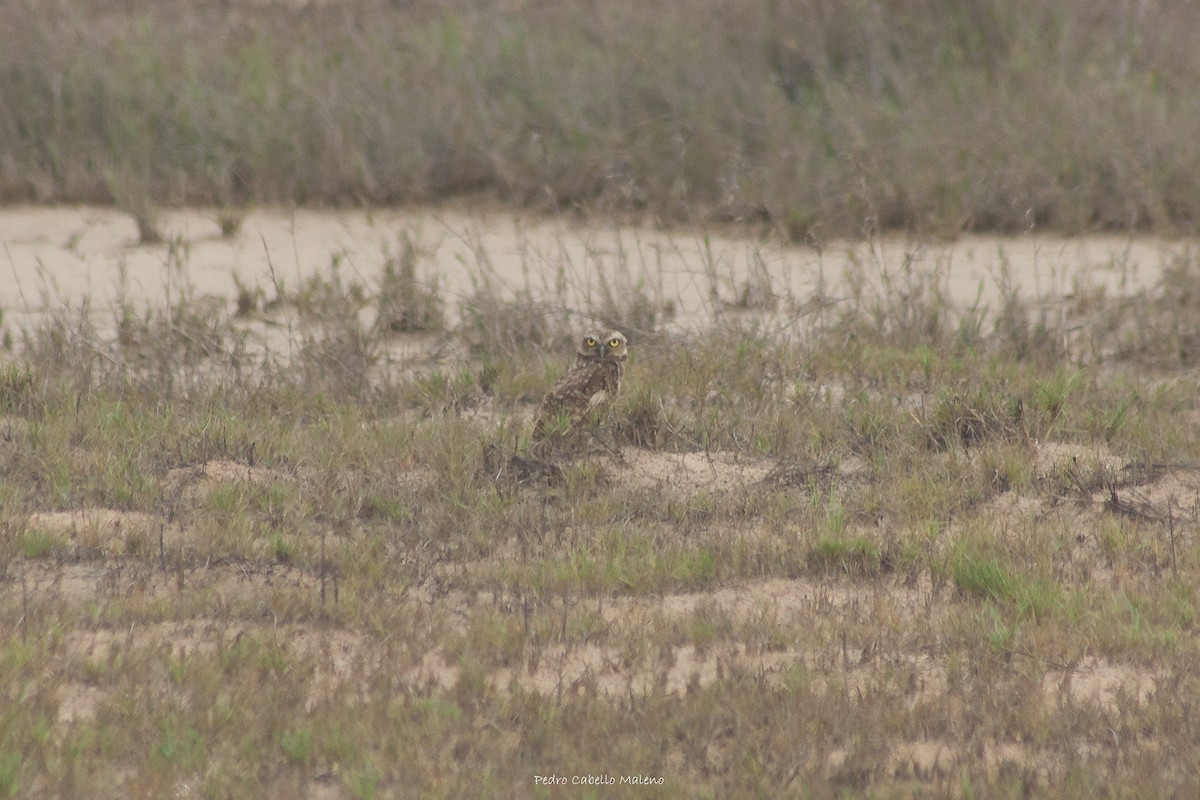 Burrowing Owl - ML620496762