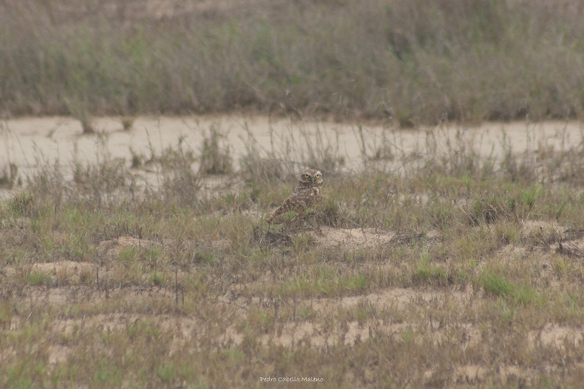 Burrowing Owl - ML620496763