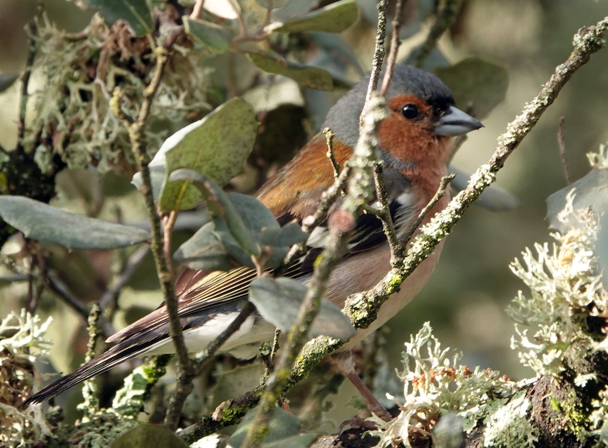 Common Chaffinch - ML620496764