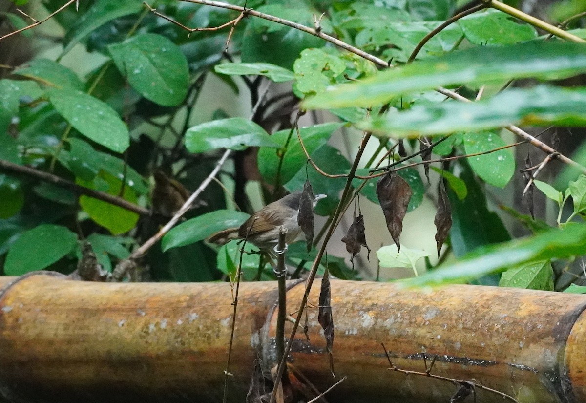 Dark-fronted Babbler - Selvaganesh K