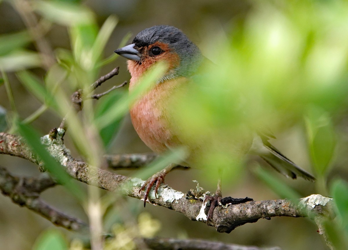 Common Chaffinch - Diane Drobka