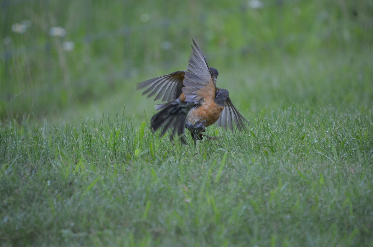 American Robin - ML620496776