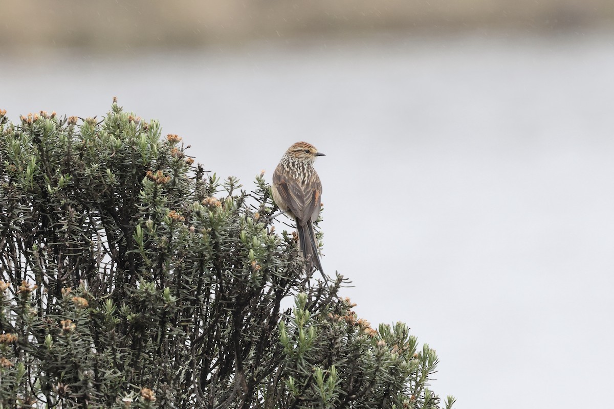 Andean Tit-Spinetail - ML620496778