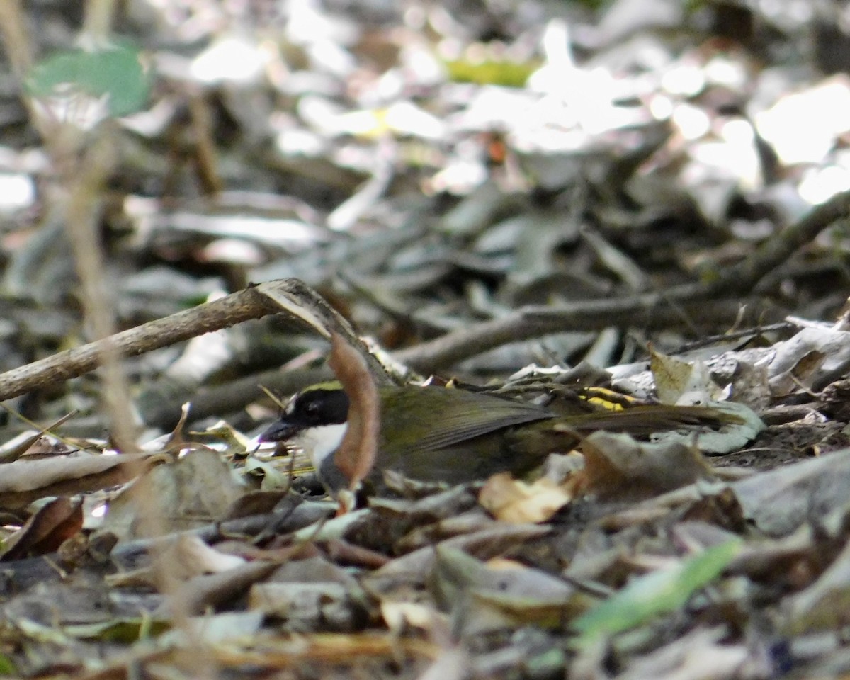 Green-striped Brushfinch - ML620496779