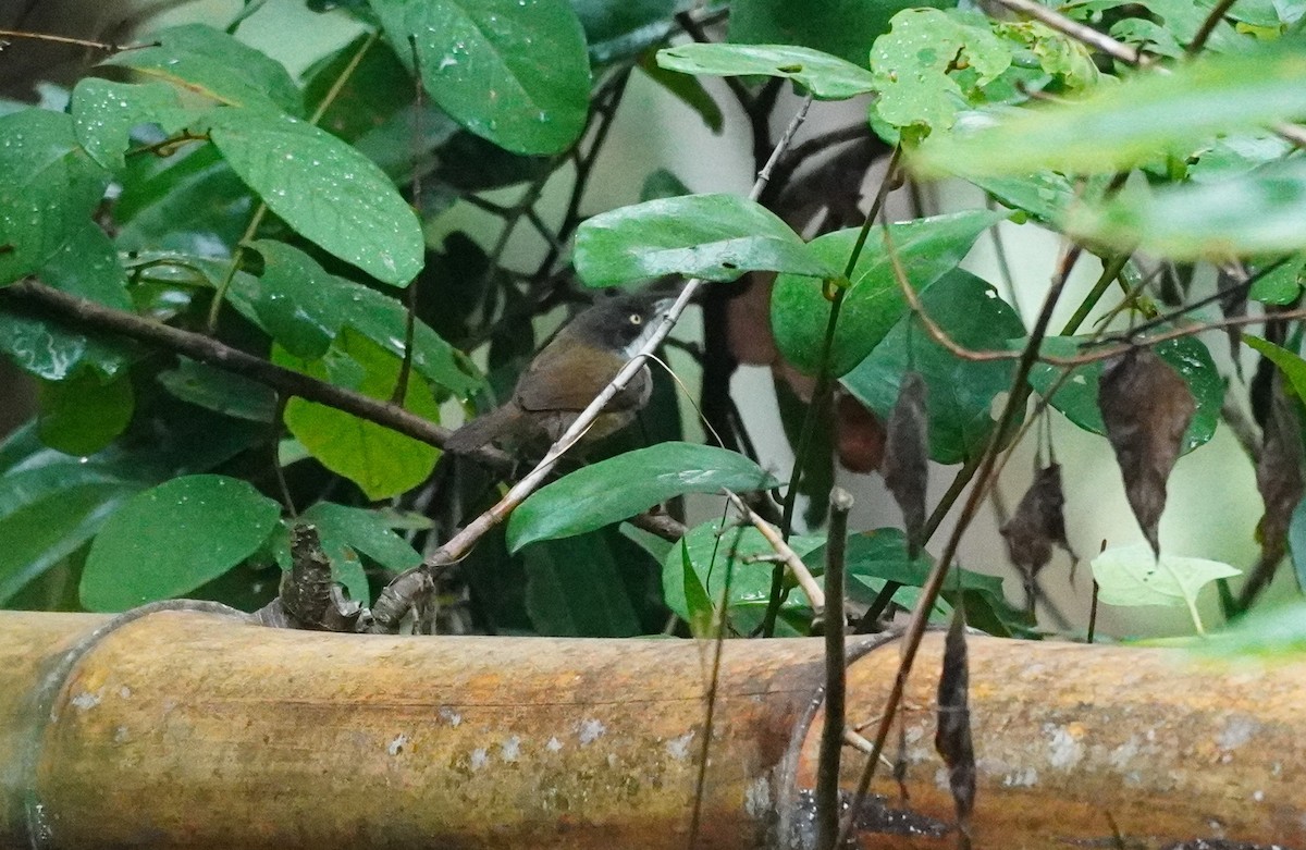 Dark-fronted Babbler - ML620496783