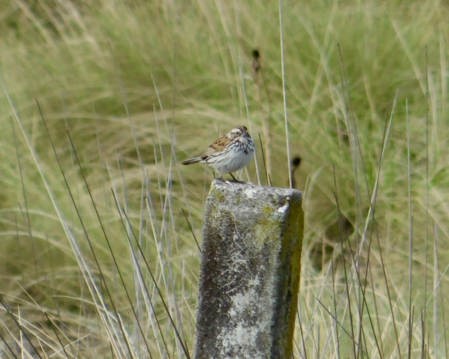 Sierra Madre Sparrow - ML620496789