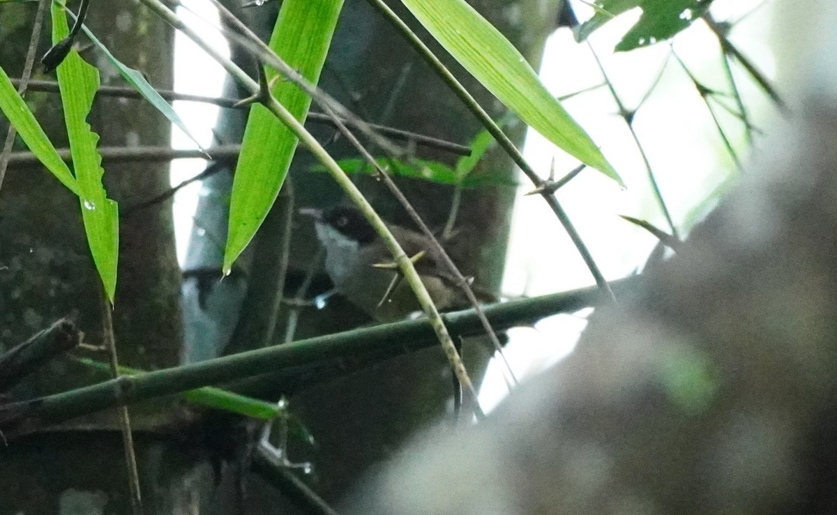 Dark-fronted Babbler - Selvaganesh K