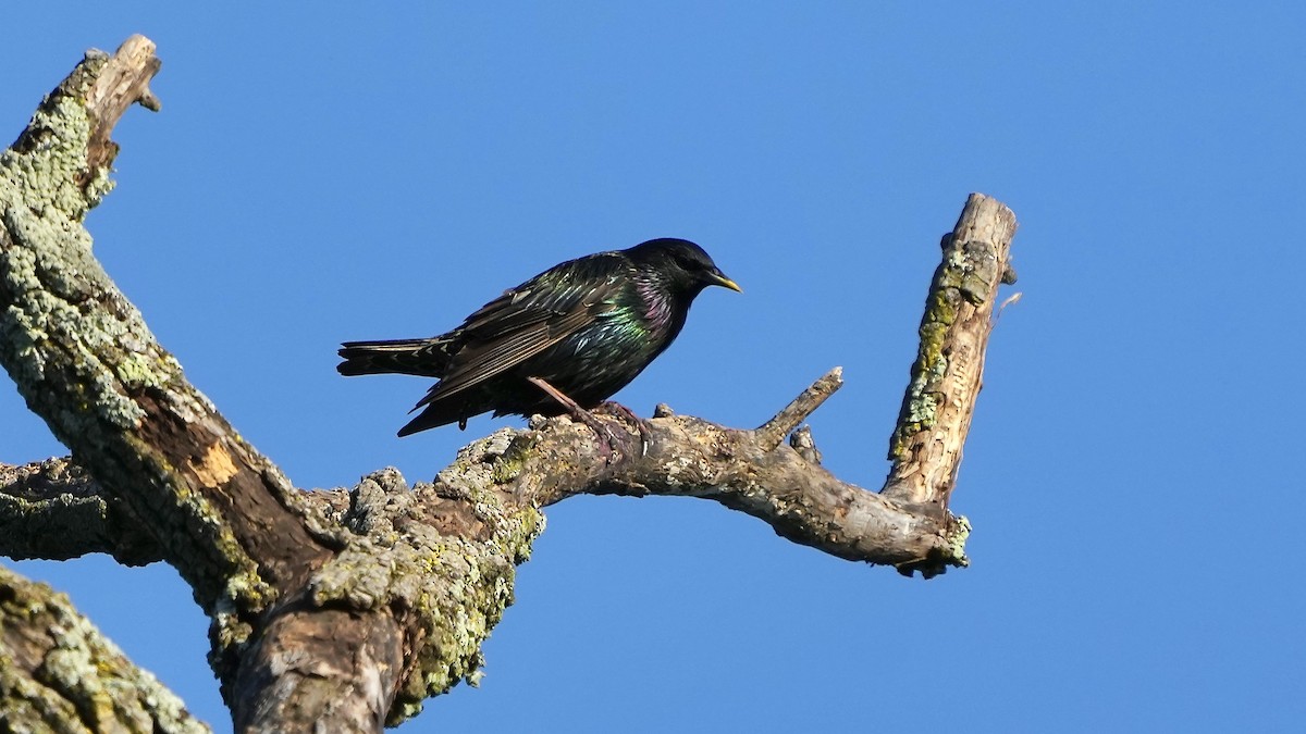 European Starling - ML620496799