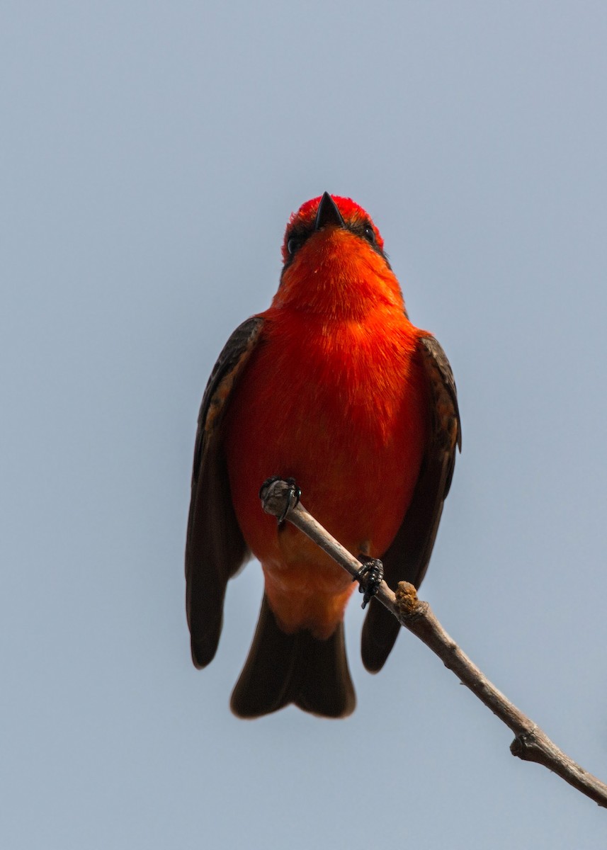 Vermilion Flycatcher - William Clark