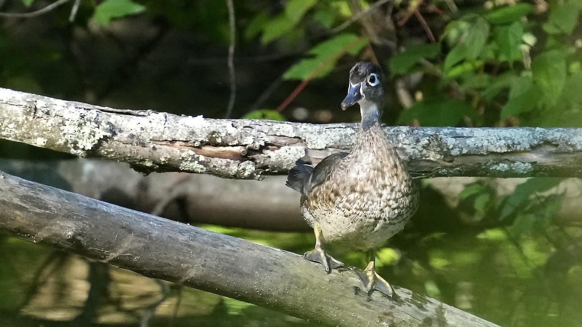 Wood Duck - Sunil Thirkannad