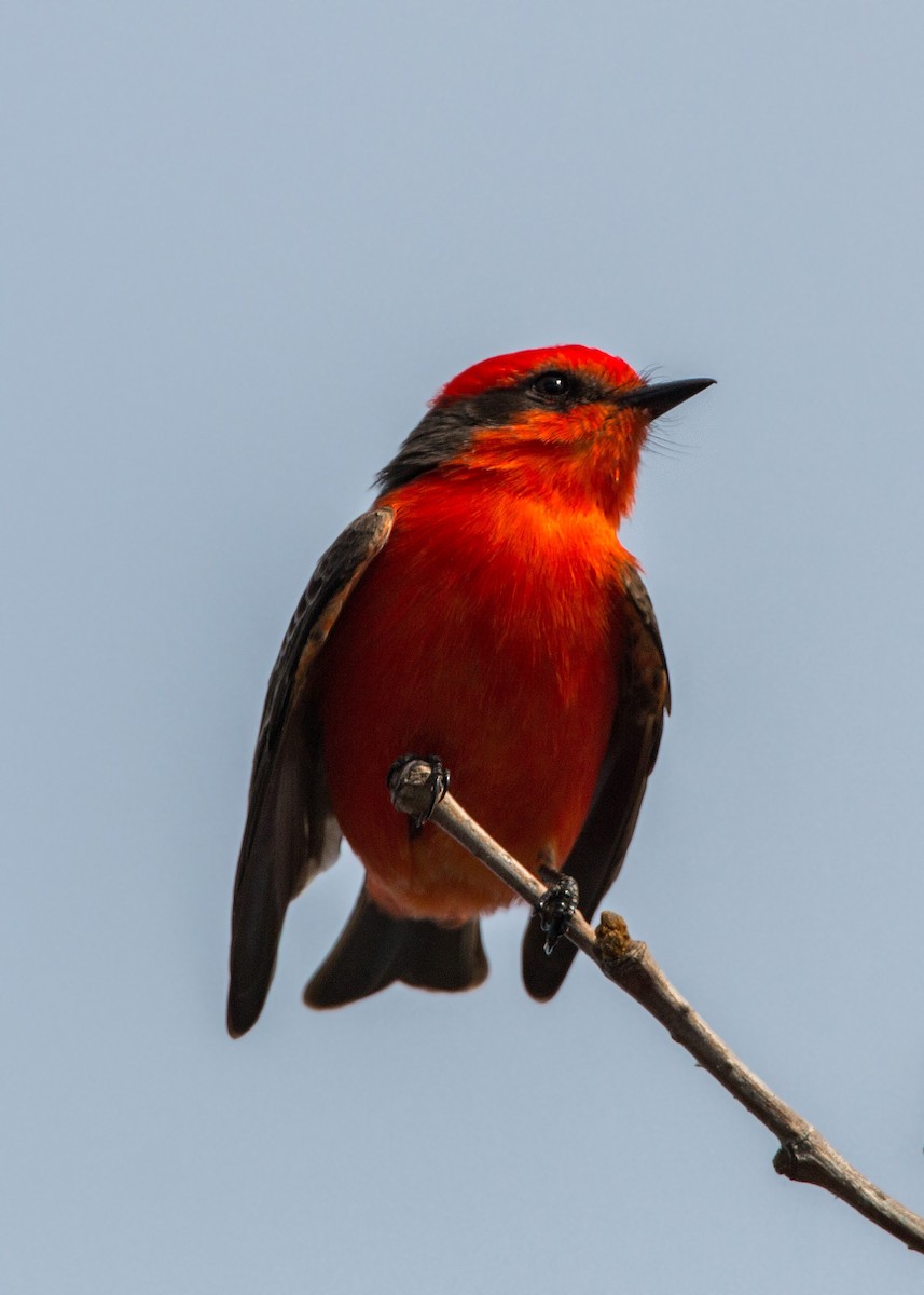 Vermilion Flycatcher - ML620496809