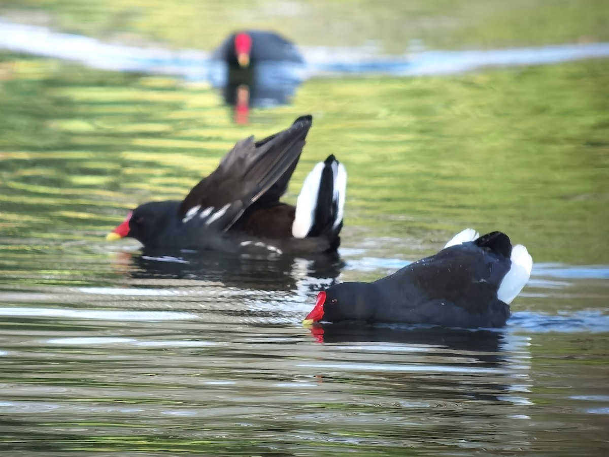 Gallinule poule-d'eau - ML620496817