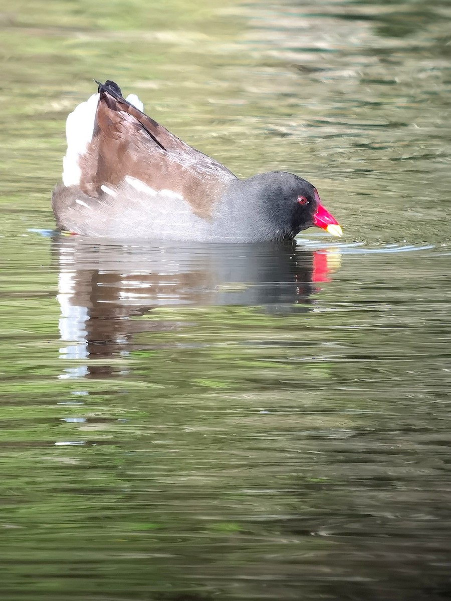 Gallinule poule-d'eau - ML620496818