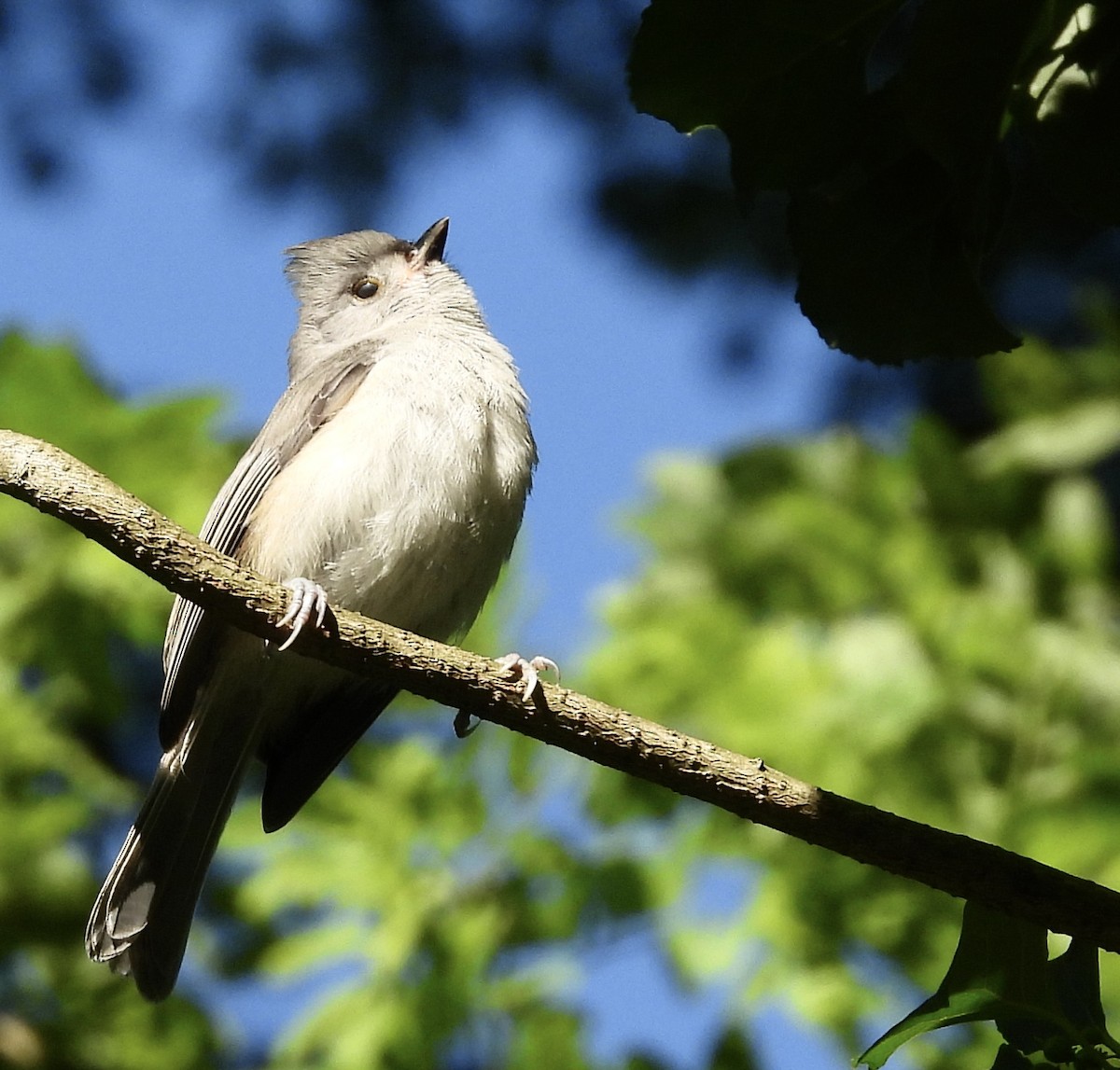 Tufted Titmouse - ML620496827