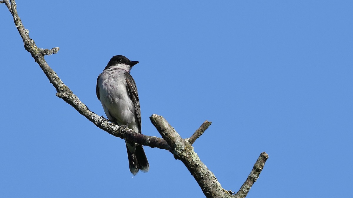 Eastern Kingbird - ML620496832