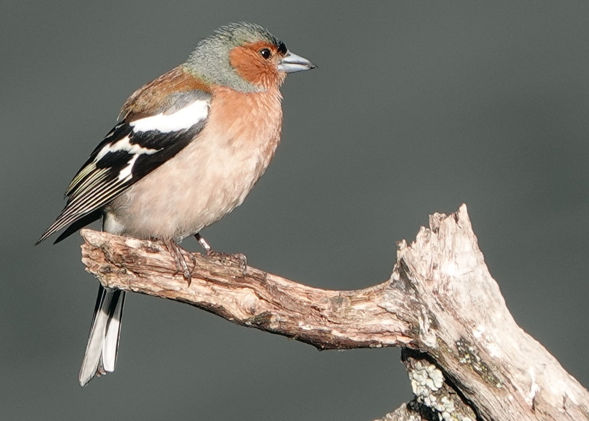 Common Chaffinch - ML620496842